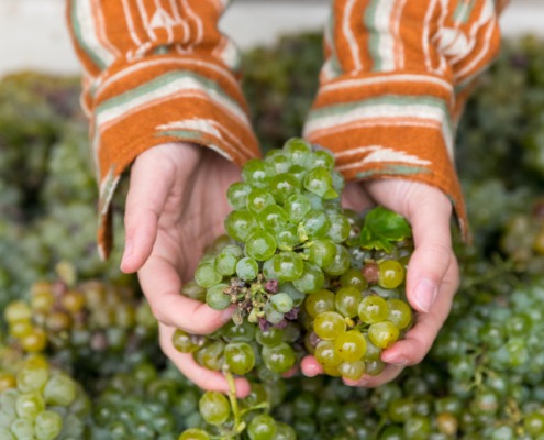 hands holding green grapes