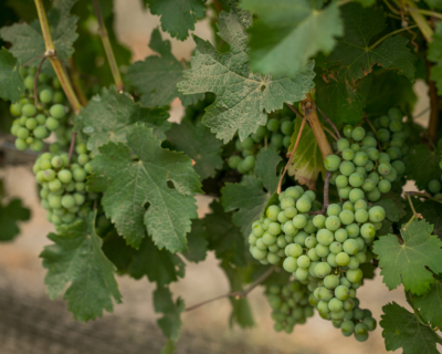 Unripe Cabernet Franc grapes on the vine